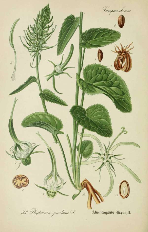 Gyógynövények, homeopátia, népi gyógyászat -14 – Erdei varjúköröm Dr. Thomé  Botanika